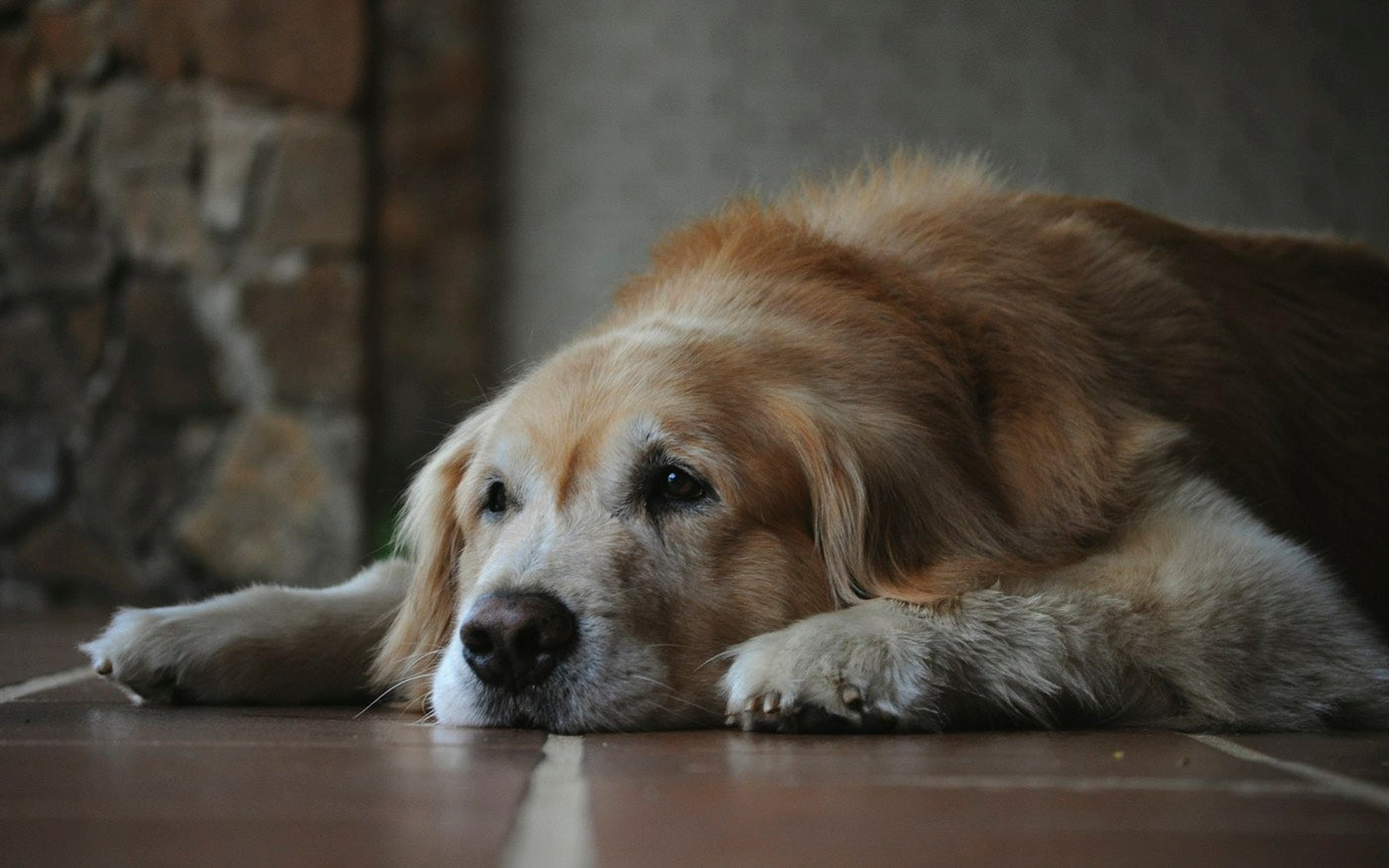 A grey-muzzled dog resting on an orthopedic bed