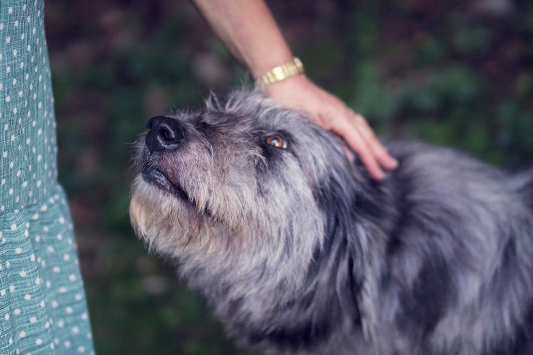 An older grey-muzzled dog with its owner’s hand resting on its head